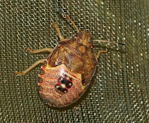 Réf. 326 408 : Peribalus strictus vernalis